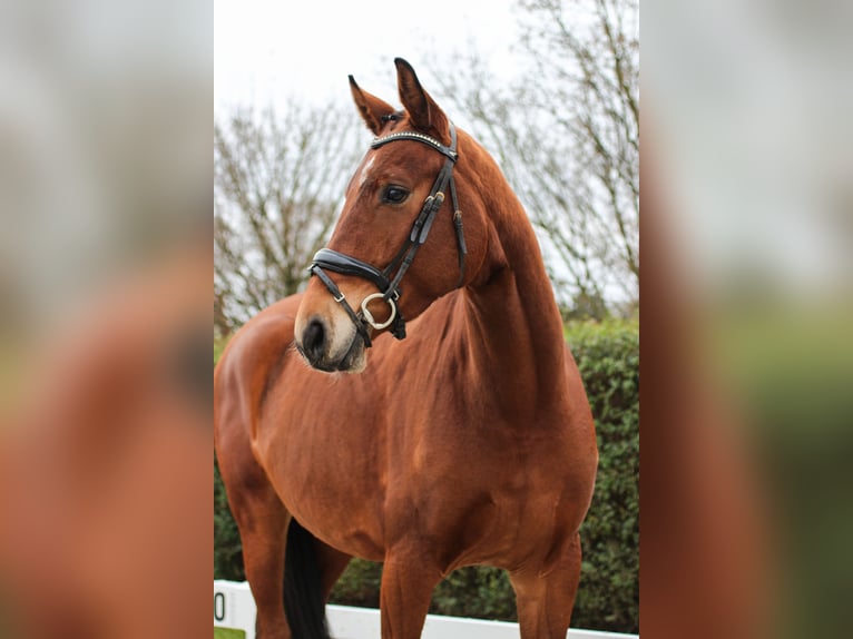 Koń oldenburski Wałach 4 lat 175 cm Gniada in Wedemark