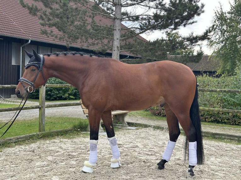 Koń oldenburski Wałach 4 lat 175 cm Gniada in Wiesent