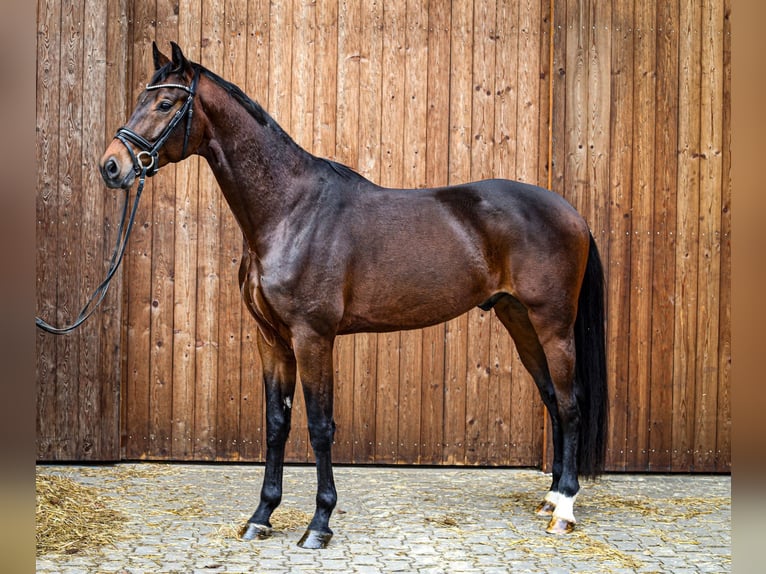 Koń oldenburski Wałach 4 lat 175 cm Gniada in Münster