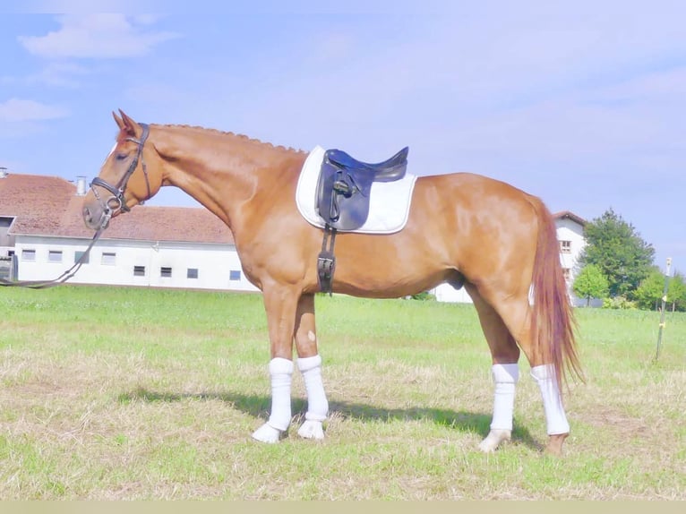 Koń oldenburski Wałach 4 lat 175 cm Kasztanowata in Kirchdorf