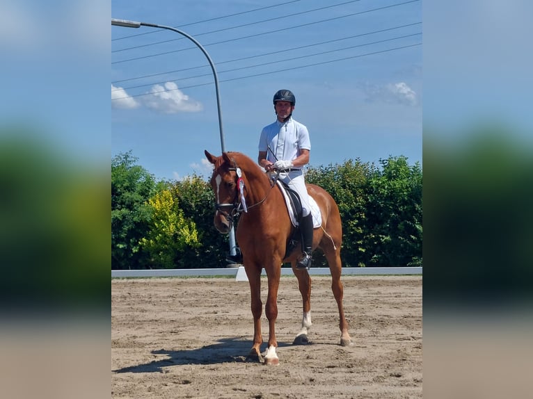 Koń oldenburski Wałach 4 lat 175 cm Kasztanowata in Kirchdorf