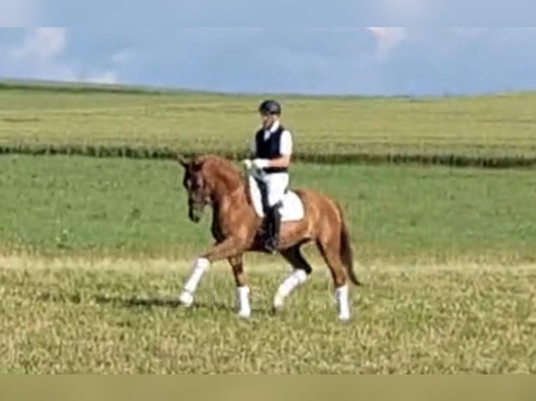 Koń oldenburski Wałach 4 lat 175 cm Kasztanowata in Kirchdorf