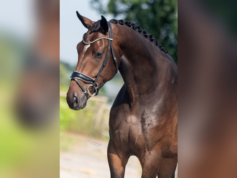 Koń oldenburski Wałach 4 lat 176 cm Gniada in WeertWeert