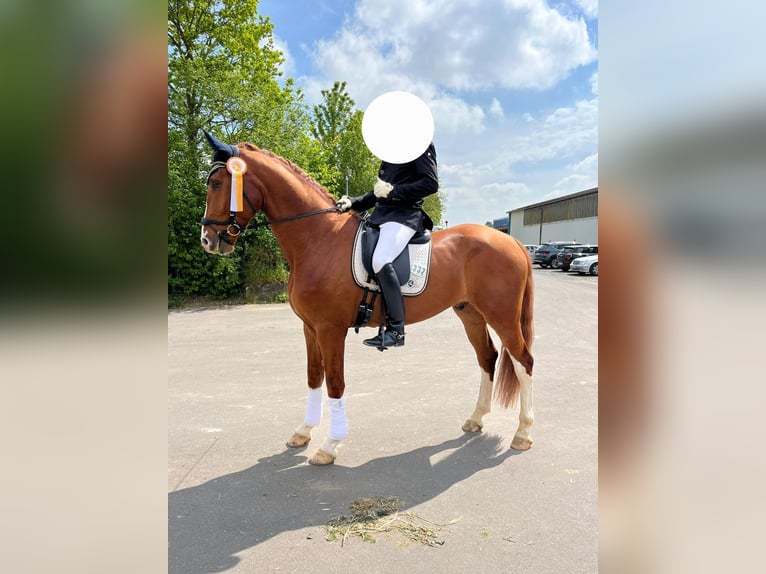 Koń oldenburski Wałach 4 lat 178 cm Kasztanowata in Abstatt