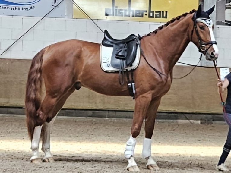 Koń oldenburski Wałach 4 lat 178 cm Kasztanowata in Abstatt