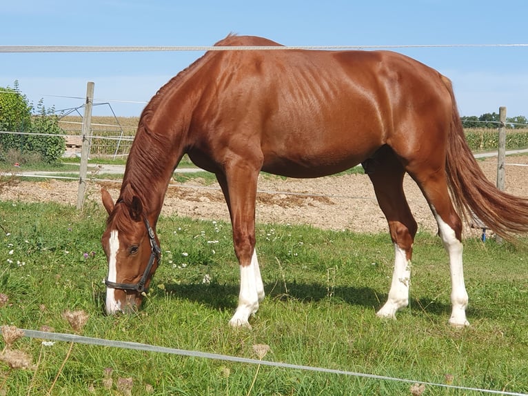 Koń oldenburski Wałach 4 lat 178 cm Kasztanowata in Abstatt