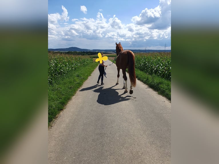 Koń oldenburski Wałach 4 lat 178 cm Kasztanowata in Abstatt