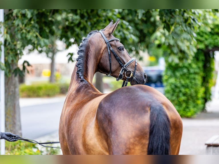 Koń oldenburski Wałach 4 lat 179 cm Ciemnogniada in Weida OT Gräfenbrück