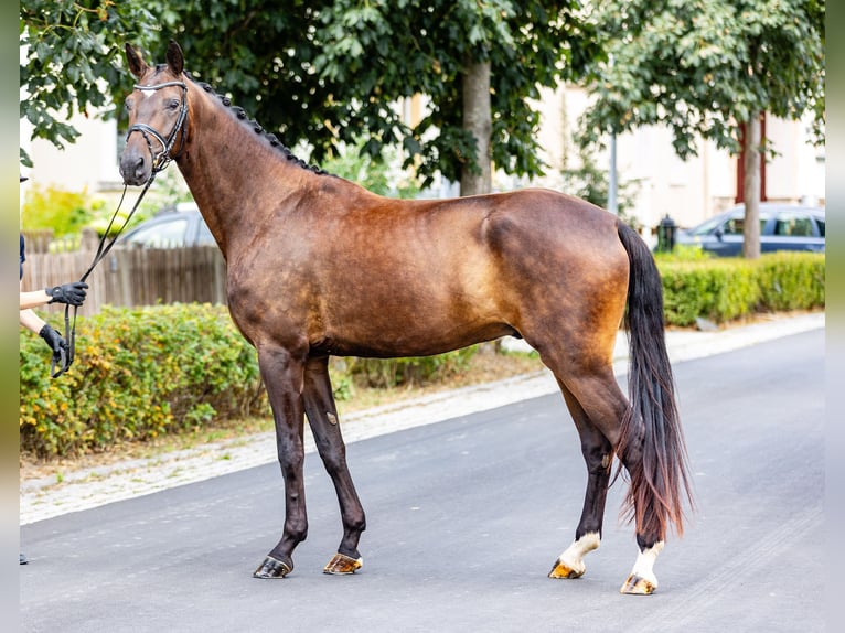 Koń oldenburski Wałach 4 lat 179 cm Ciemnogniada in Weida OT Gräfenbrück