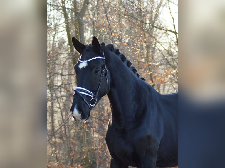 Koń oldenburski Wałach 4 lat 180 cm Kara in Gleichen