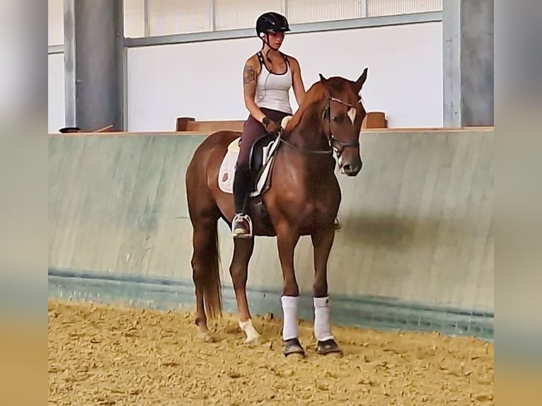 Koń oldenburski Wałach 5 lat 160 cm Kasztanowata in Walddorfhäslach