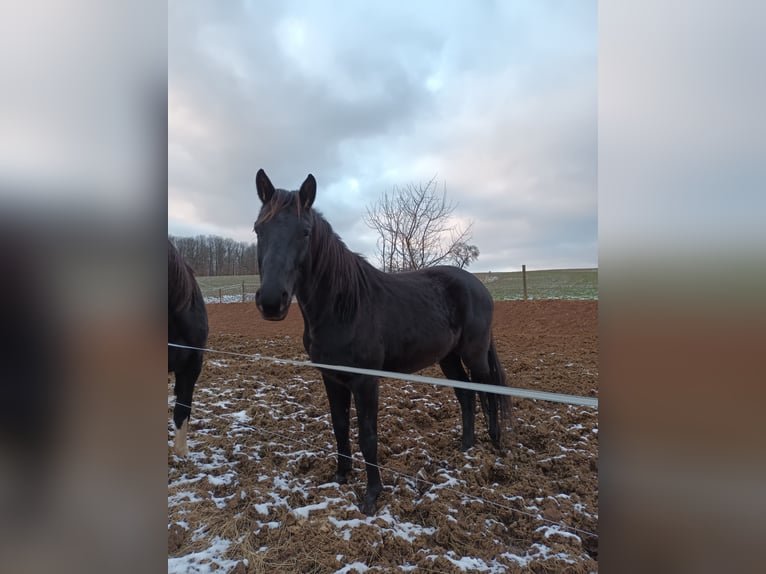 Koń oldenburski Wałach 5 lat 160 cm Skarogniada in Neukirchen/Pleiße