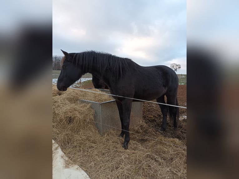 Koń oldenburski Wałach 5 lat 160 cm Skarogniada in Neukirchen/Pleiße