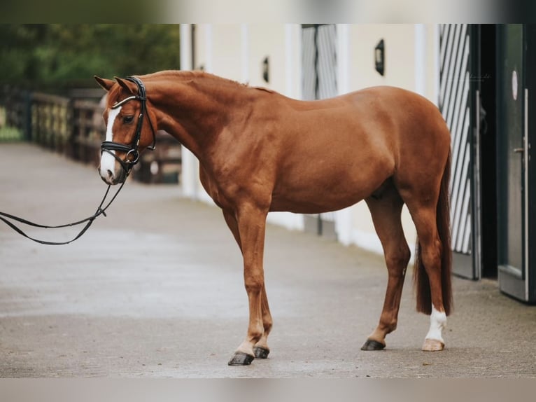 Koń oldenburski Wałach 5 lat 162 cm Kasztanowata in Kerpen