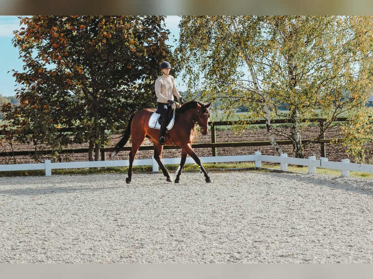 Koń oldenburski Wałach 5 lat 163 cm Gniada in Wedemark