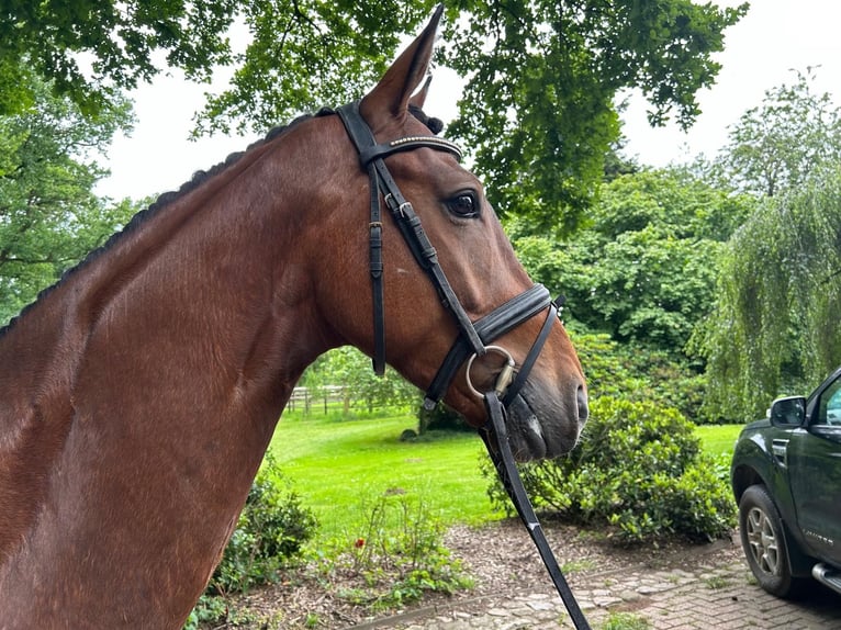 Koń oldenburski Wałach 5 lat 164 cm Gniada in Verden (Aller)