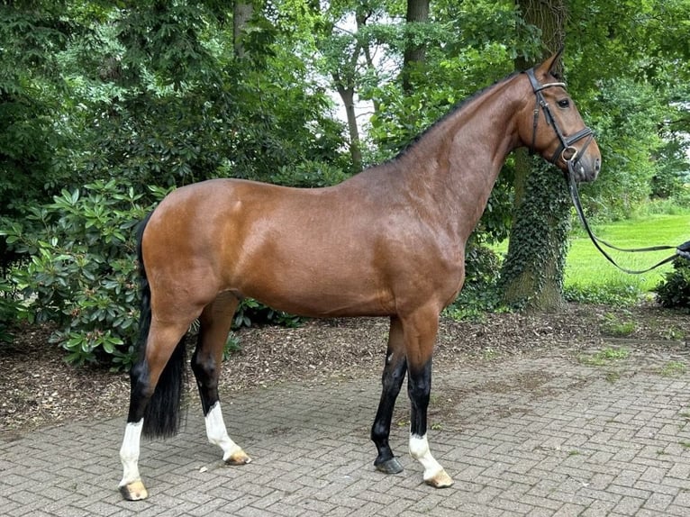 Koń oldenburski Wałach 5 lat 164 cm Gniada in Verden (Aller)