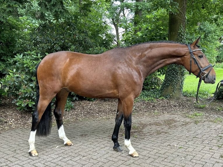 Koń oldenburski Wałach 5 lat 164 cm Gniada in Verden (Aller)