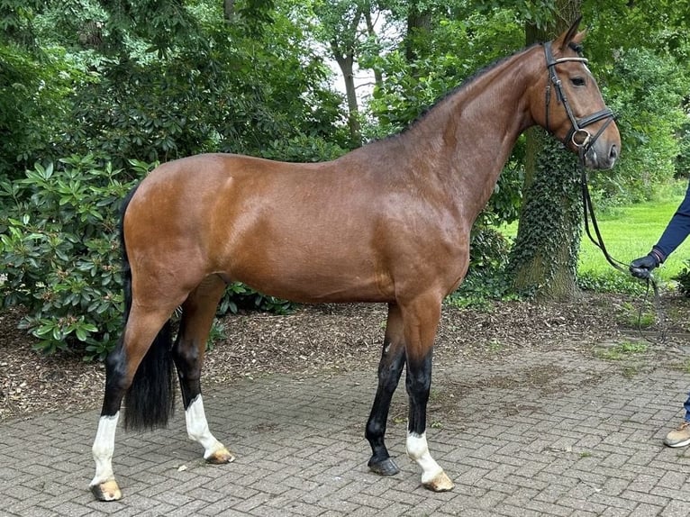 Koń oldenburski Wałach 5 lat 164 cm Gniada in Verden (Aller)