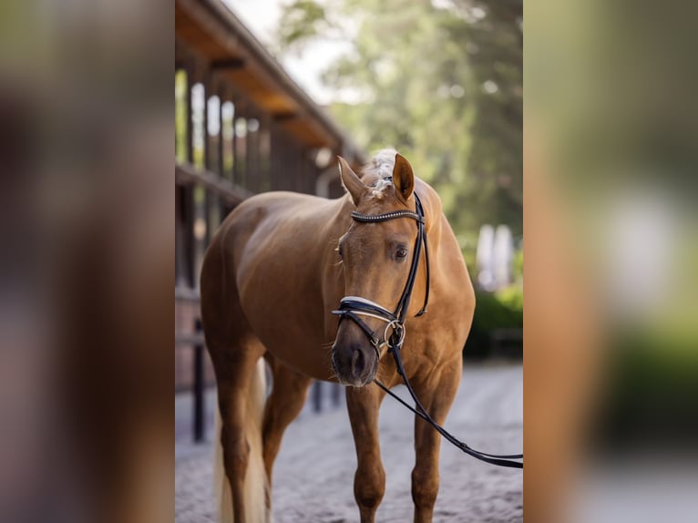 Koń oldenburski Wałach 5 lat 164 cm Izabelowata in Bollullos Par Del Condado