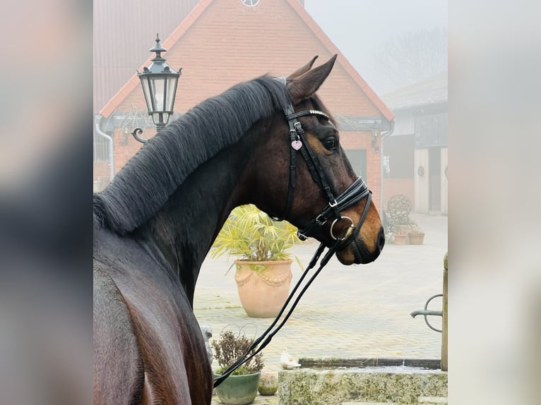 Koń oldenburski Wałach 5 lat 165 cm Gniada in Martfeld