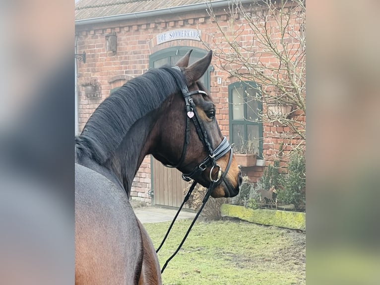 Koń oldenburski Wałach 5 lat 165 cm Gniada in Martfeld