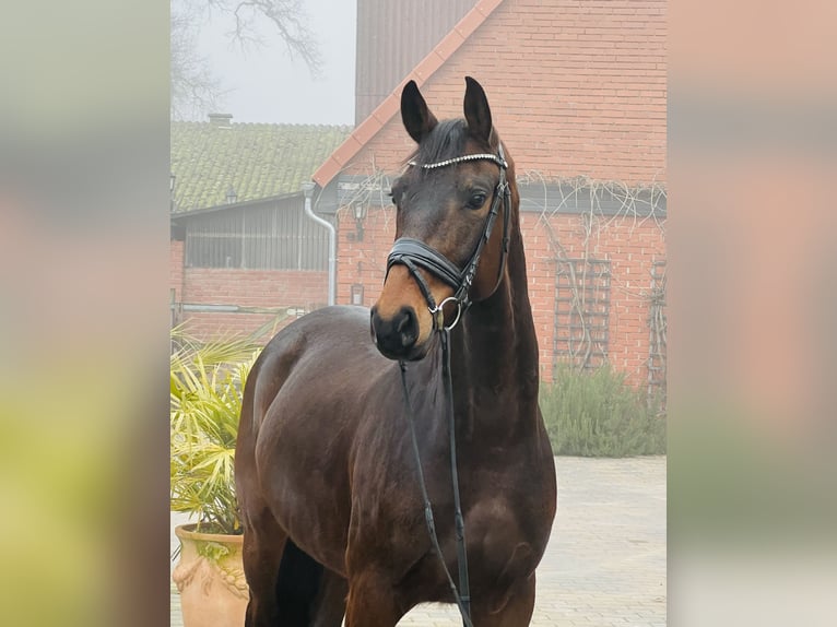 Koń oldenburski Wałach 5 lat 165 cm Gniada in Martfeld