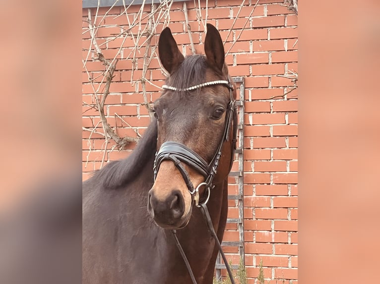 Koń oldenburski Wałach 5 lat 165 cm Gniada in Martfeld