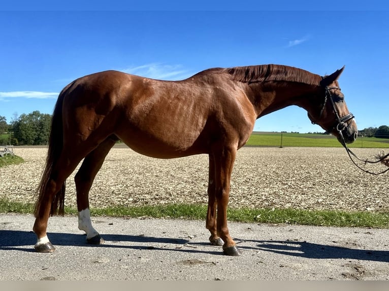 Koń oldenburski Wałach 5 lat 165 cm Kasztanowata in Pelmberg