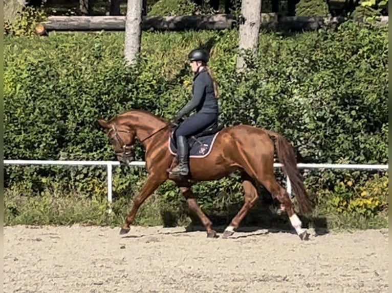 Koń oldenburski Wałach 5 lat 165 cm Kasztanowata in Pelmberg