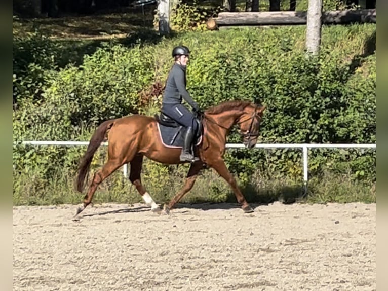 Koń oldenburski Wałach 5 lat 165 cm Kasztanowata in Pelmberg