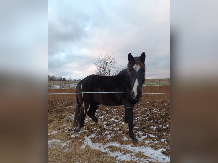 Koń oldenburski Wałach 5 lat 165 cm Skarogniada in Neukirchen/Pleiße