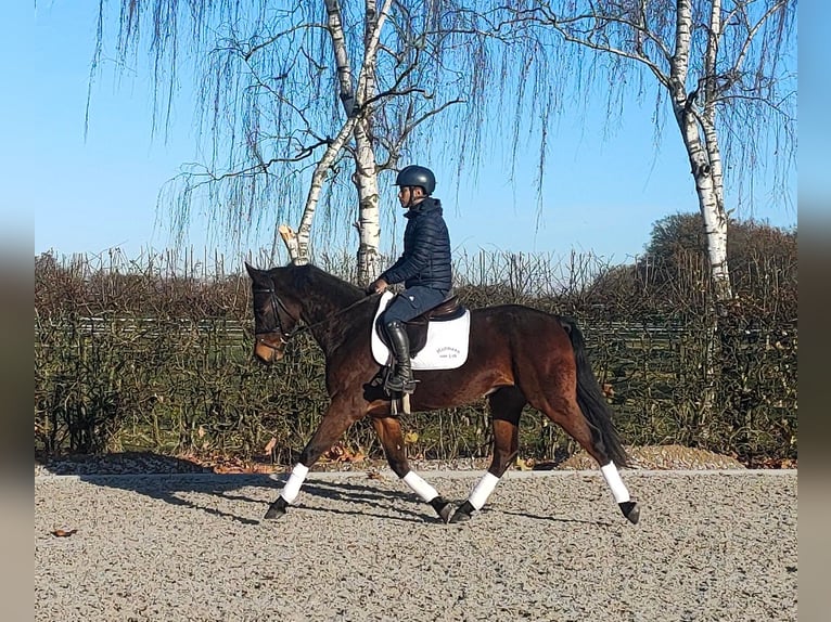 Koń oldenburski Wałach 5 lat 166 cm Ciemnogniada in Hilgermissen