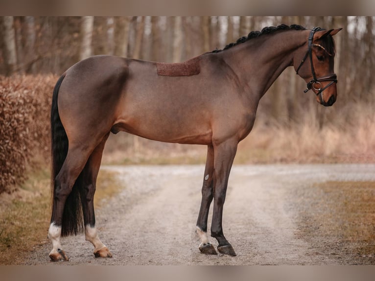 Koń oldenburski Wałach 5 lat 166 cm Gniada in Wehringen