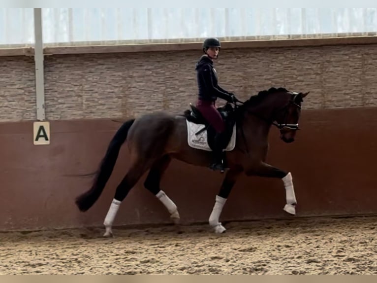 Koń oldenburski Wałach 5 lat 166 cm Gniada in Wehringen