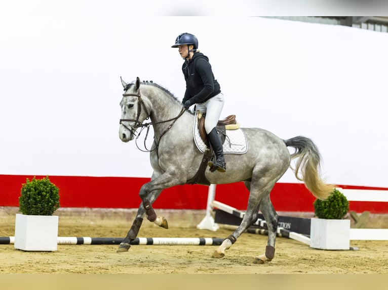 Koń oldenburski Wałach 5 lat 166 cm Skarogniada in Waddinxveen