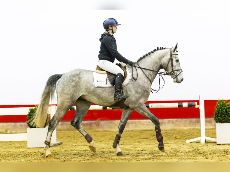 Koń oldenburski Wałach 5 lat 166 cm Skarogniada in Waddinxveen