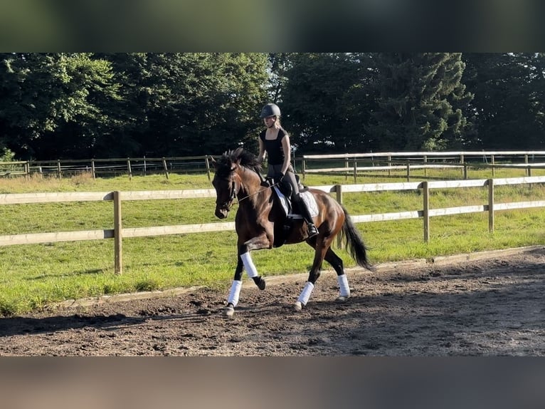 Koń oldenburski Wałach 5 lat 167 cm Gniada in Tangstedt