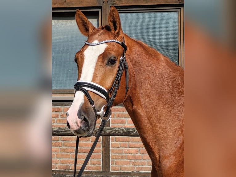 Koń oldenburski Wałach 5 lat 167 cm Kasztanowata in Heidesheim am Rhein