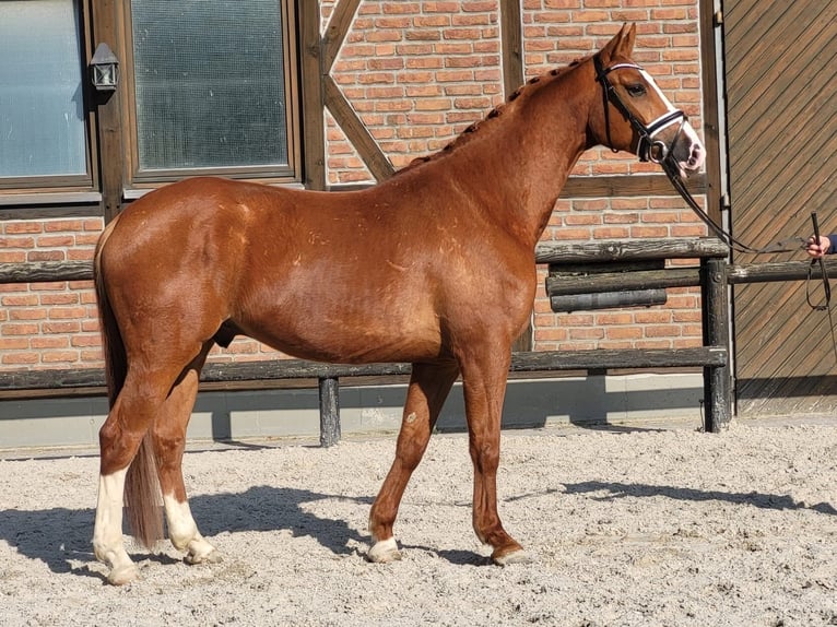 Koń oldenburski Wałach 5 lat 167 cm Kasztanowata in Heidesheim am Rhein