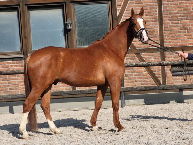 Koń oldenburski Wałach 5 lat 167 cm Kasztanowata in Heidesheim am Rhein