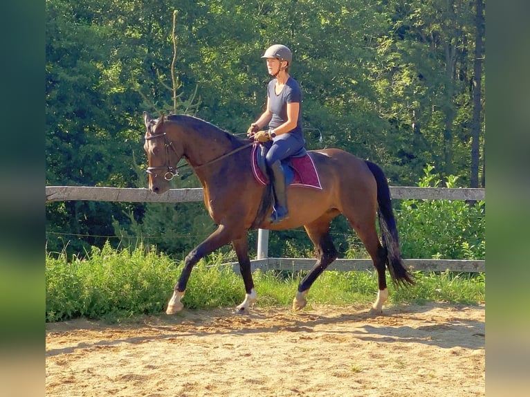 Koń oldenburski Wałach 5 lat 168 cm Gniada in Neustadt in Sachsen