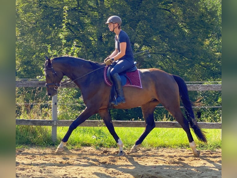 Koń oldenburski Wałach 5 lat 168 cm Gniada in Neustadt in Sachsen