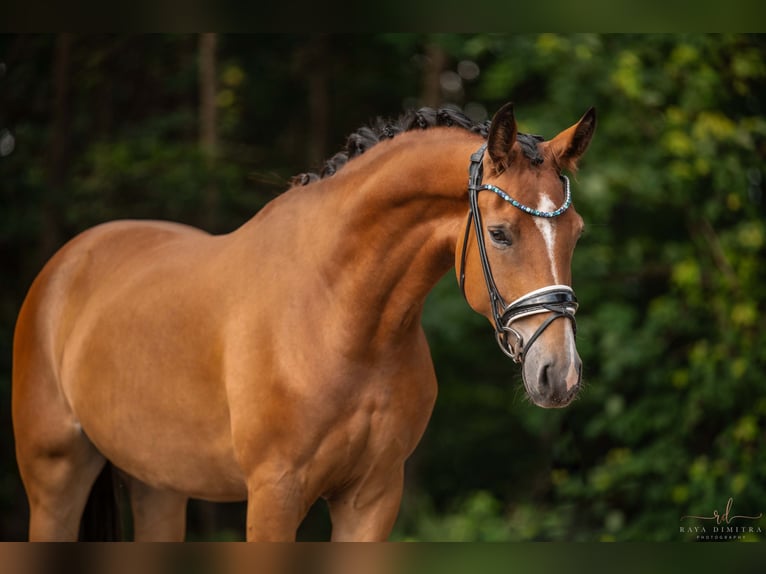 Koń oldenburski Wałach 5 lat 168 cm Gniada in Wehringen