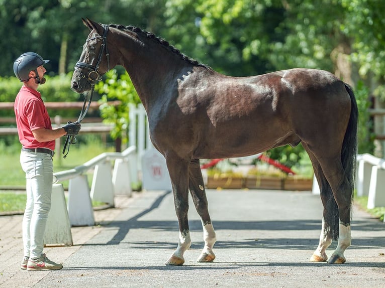 Koń oldenburski Wałach 5 lat 168 cm Kara in Münster