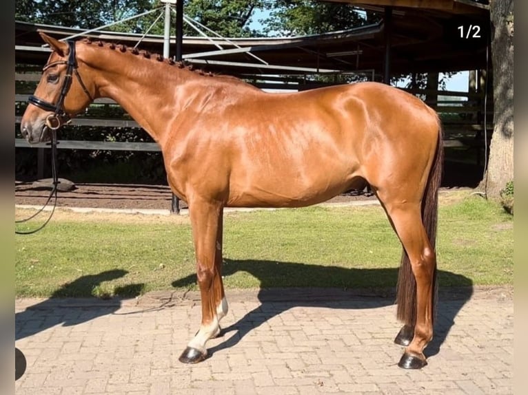 Koń oldenburski Wałach 5 lat 168 cm Kasztanowata in Hude (Oldenburg)