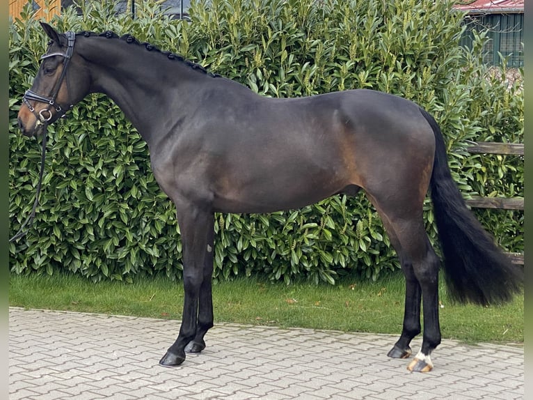 Koń oldenburski Wałach 5 lat 169 cm Ciemnogniada in Visbek