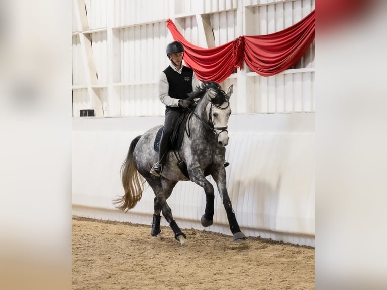 Koń oldenburski Wałach 5 lat 169 cm Ciemnokasztanowata in Kietz