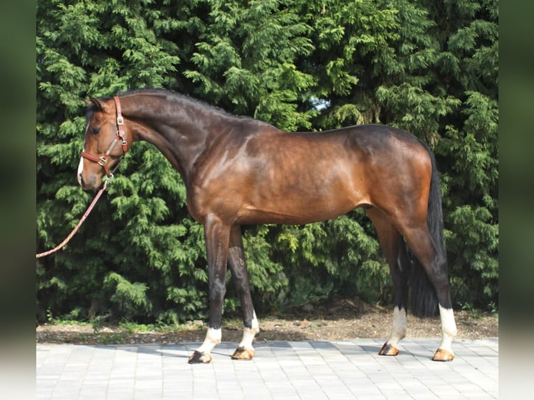 Koń oldenburski Wałach 5 lat 169 cm Gniada in Budapest