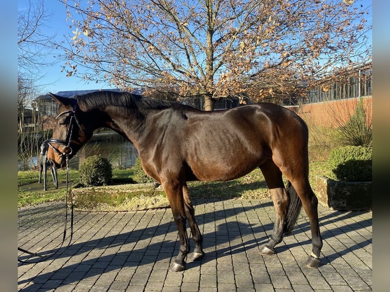 Koń oldenburski Wałach 5 lat 169 cm Gniada in Altenberge